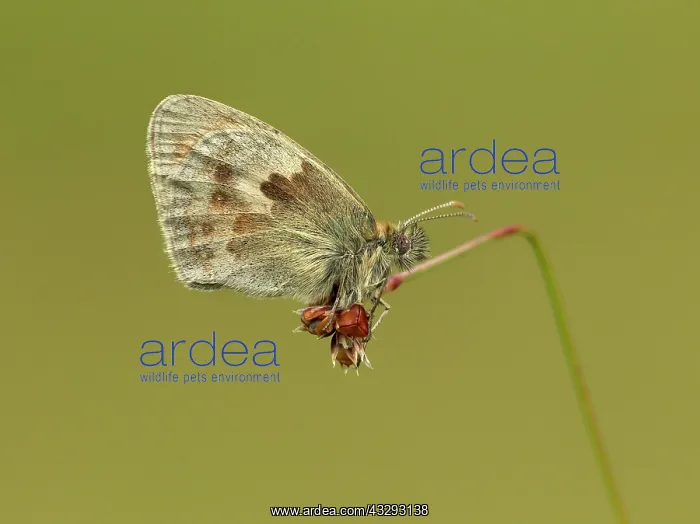  : 80198127 Small Heath Butterfly - female resting