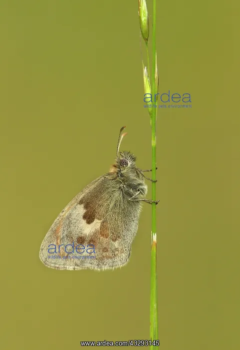 : 80198128 Small Heath Butterfly - female resting : 80198128 Small Heath Butterfly - female resting