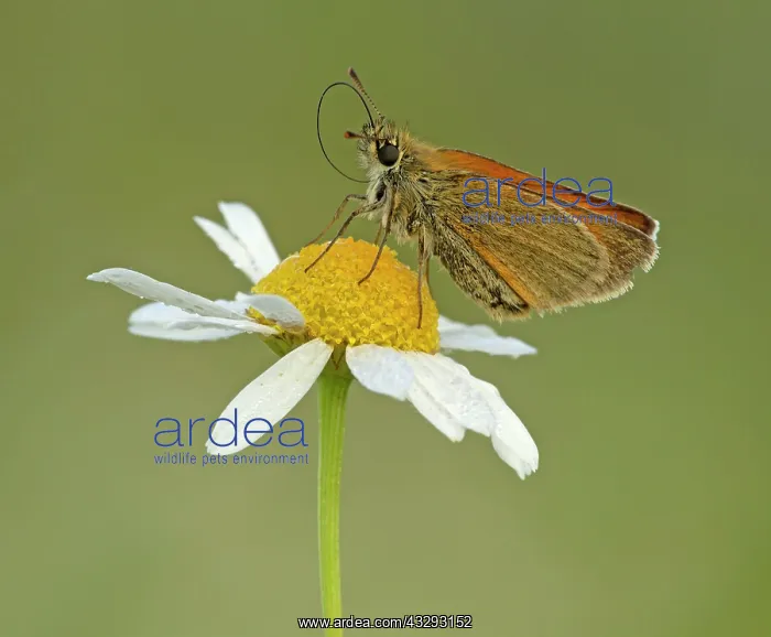 : 80198129 Small Skipper - feeding perched on Ox-eye : 80198129 Small Skipper - feeding perched on Ox-eye