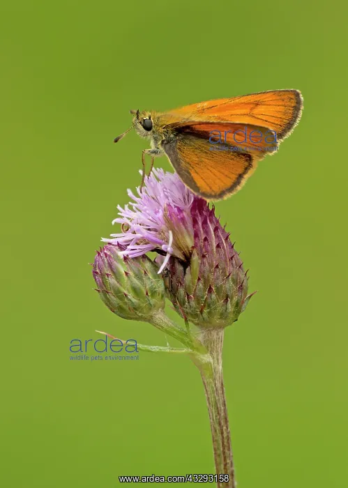 : 80198130 Small Skipper - female resting on top of : 80198130 Small Skipper - female resting on top of
