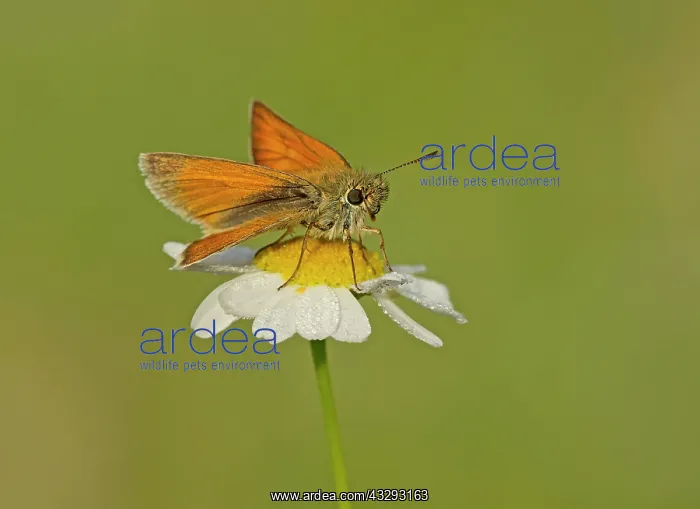  : 80198131 Small Skipper - female perched on dewy