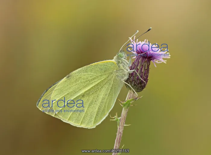 : 80198132 Small White Butterfly - second brood female : 80198132 Small White Butterfly - second brood female