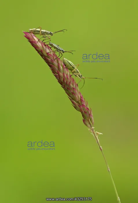 : 80198133 Damsel Bugs - three resting on grass stem : 80198133 Damsel Bugs - three resting on grass stem