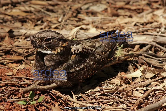 : 80198136 White-throated Nightjar - at nest on ground : 80198136 White-throated Nightjar - at nest on ground