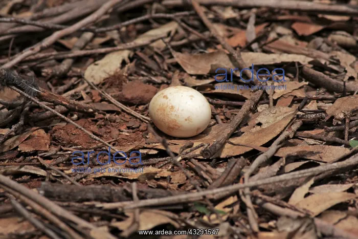 : 80198137 White-throated Nightjar - egg on nest on : 80198137 White-throated Nightjar - egg on nest on