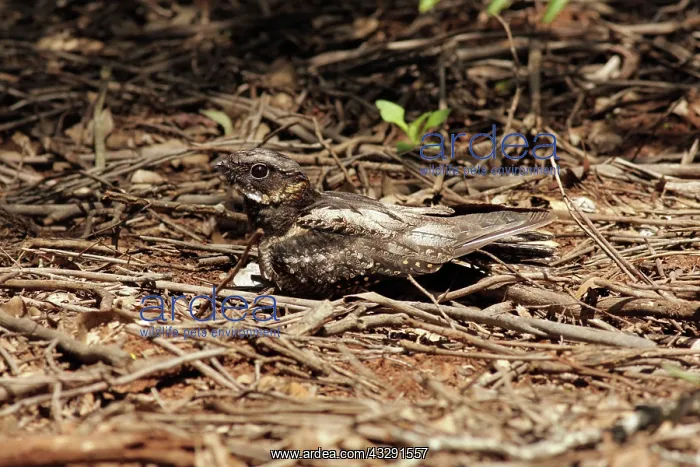 : 80198138 White-throated Nightjar - at nest on ground : 80198138 White-throated Nightjar - at nest on ground
