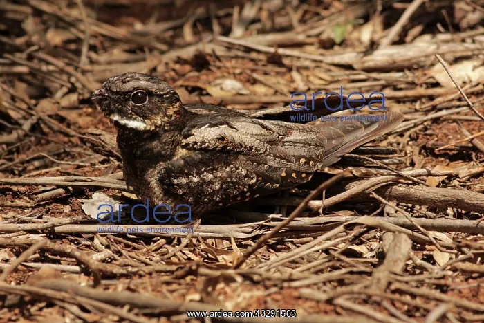 : 80198139 White-throated Nightjar - at nest on ground : 80198139 White-throated Nightjar - at nest on ground