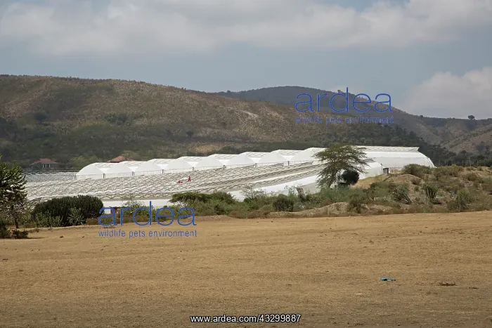 : 80198149 Flower Farm - next to bare ground cleared : 80198149 Flower Farm - next to bare ground cleared