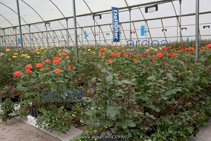 : 80198152 DeRuiter Rose Breeding Flower Grower Lake : 80198152 DeRuiter Rose Breeding Flower Grower Lake