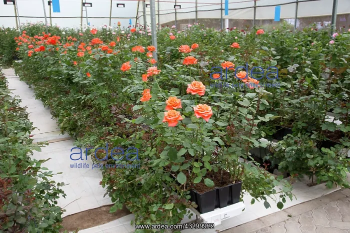 : 80198153 DeRuiter Rose Breeding Flower Grower Lake : 80198153 DeRuiter Rose Breeding Flower Grower Lake