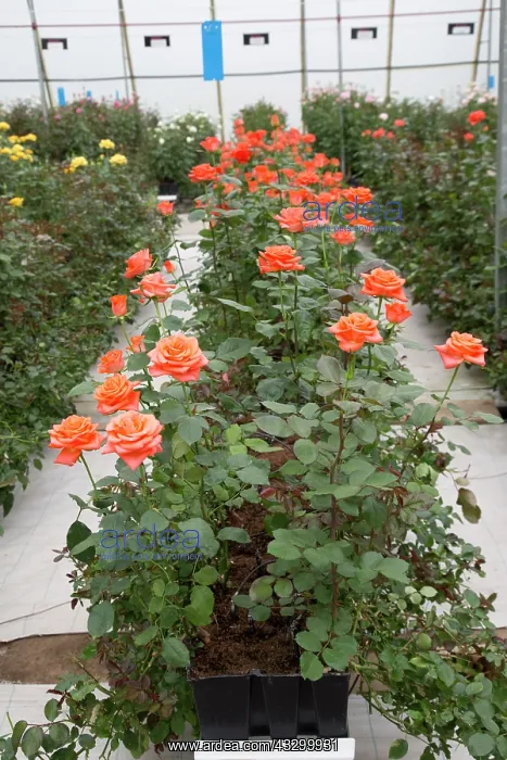 : 80198154 DeRuiter Rose Breeding Flower Grower Lake : 80198154 DeRuiter Rose Breeding Flower Grower Lake
