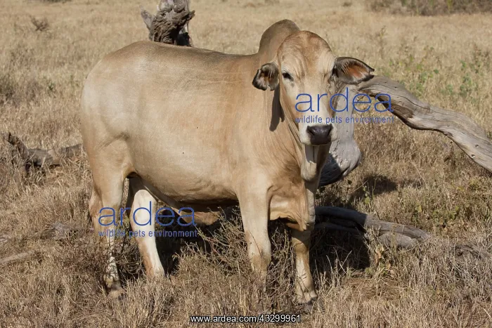 : 80198157 Borana African Cattle - dry grassland Laikipia : 80198157 Borana African Cattle - dry grassland Laikipia