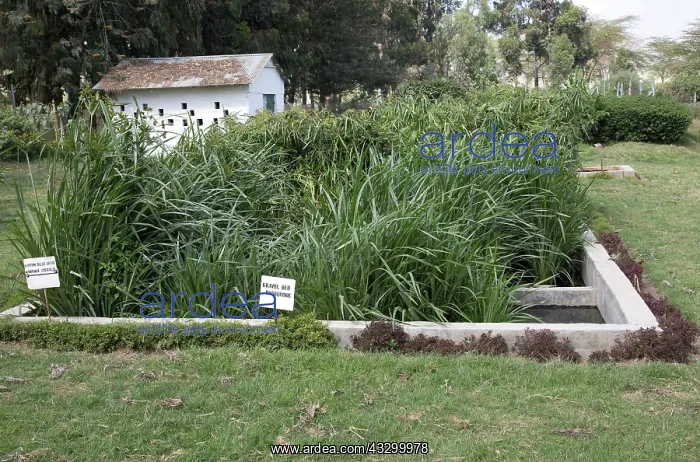  : 80198159 Aquatic Plants - in gravel bed on constructed