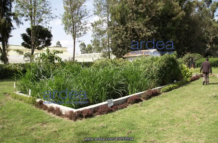 : 80198160 Coarse Sedge - on gravel bed in constructed : 80198160 Coarse Sedge - on gravel bed in constructed