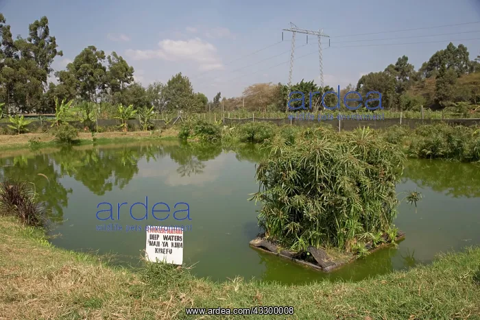 : 80198161 Fish Pond - in constructed wetland treating : 80198161 Fish Pond - in constructed wetland treating