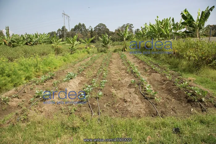 : 80198162 Irrigation of Vegetables - from waste water : 80198162 Irrigation of Vegetables - from waste water