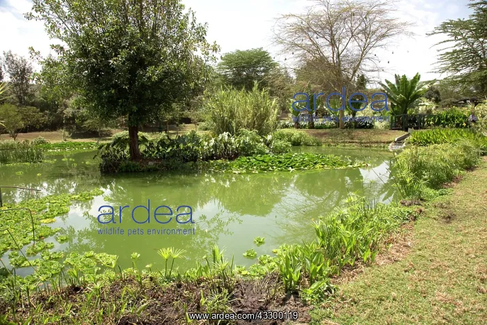  : 80198170 Variety of Aquatic Plants - in constructed