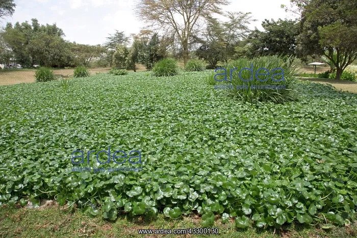 : 80198171 Constructed Wetland - treating all waste : 80198171 Constructed Wetland - treating all waste