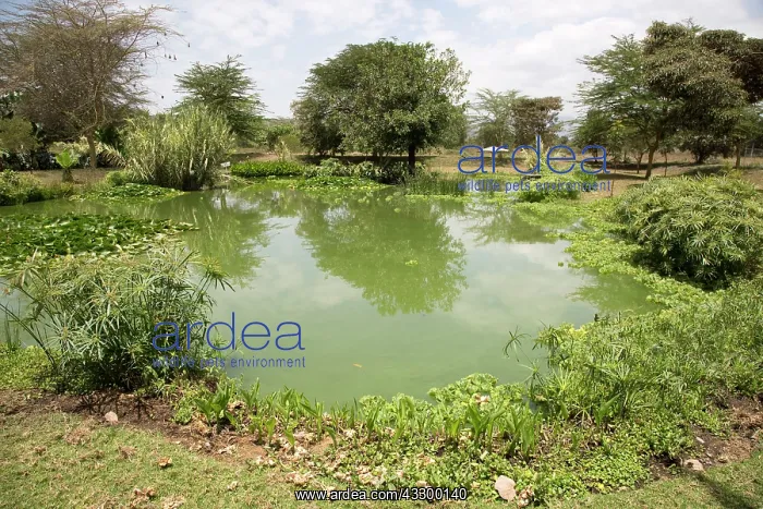 : 80198172 Variety of Aquatic Plants - in constructed : 80198172 Variety of Aquatic Plants - in constructed