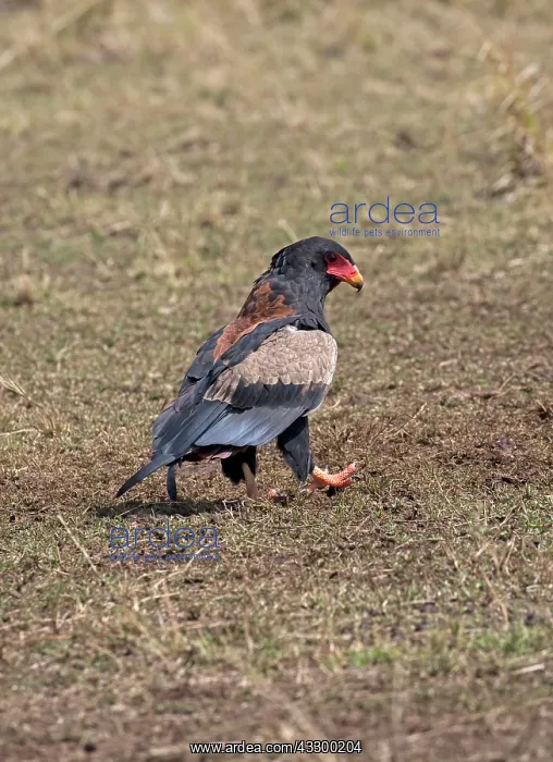 : 80198180 Bateleur Eagle - on ground Masai Mara National : 80198180 Bateleur Eagle - on ground Masai Mara National