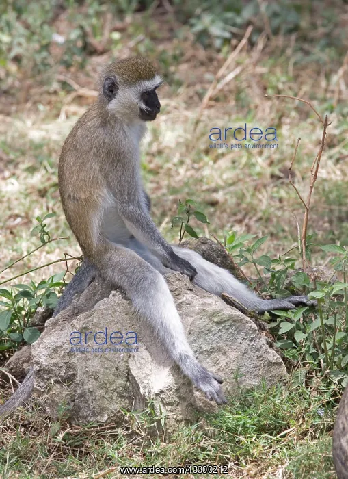  : 80198181 Black-faced Vervet Monkey Lake Naivasha