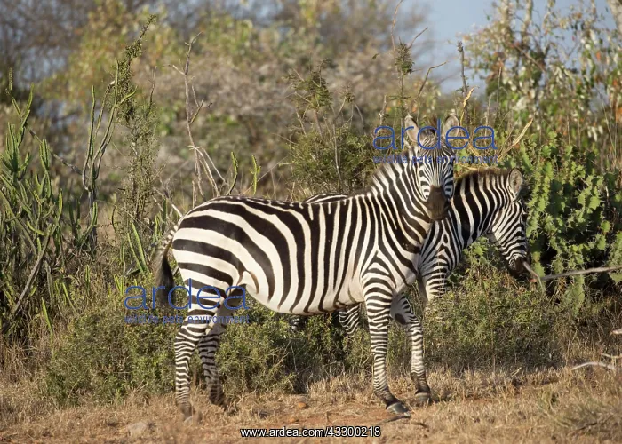 : 80198182 Burchells Zebra Laikipia Wilderness, Nanyuki : 80198182 Burchells Zebra Laikipia Wilderness, Nanyuki