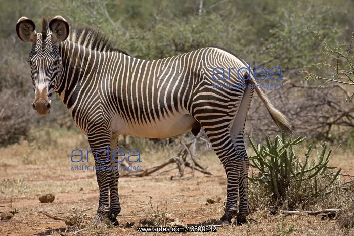: 80198186 Grevy's Zebra Laikipia Wilderness, Nanyuki : 80198186 Grevy's Zebra Laikipia Wilderness, Nanyuki