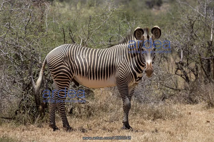 : 80198187 Grevy's Zebra Laikipia Wilderness, Nanyuki : 80198187 Grevy's Zebra Laikipia Wilderness, Nanyuki