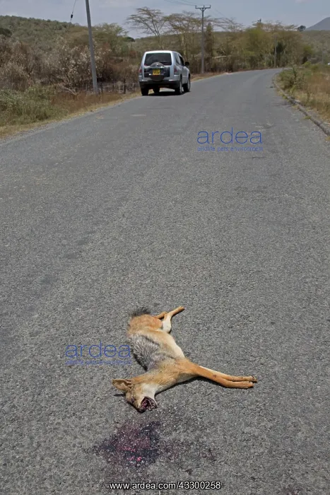 : 80198189 Roadkill - Black-backed Jackal - on road : 80198189 Roadkill - Black-backed Jackal - on road