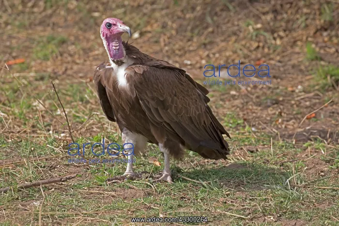 : 80198190 Hooded Vulture - now critically endangered : 80198190 Hooded Vulture - now critically endangered