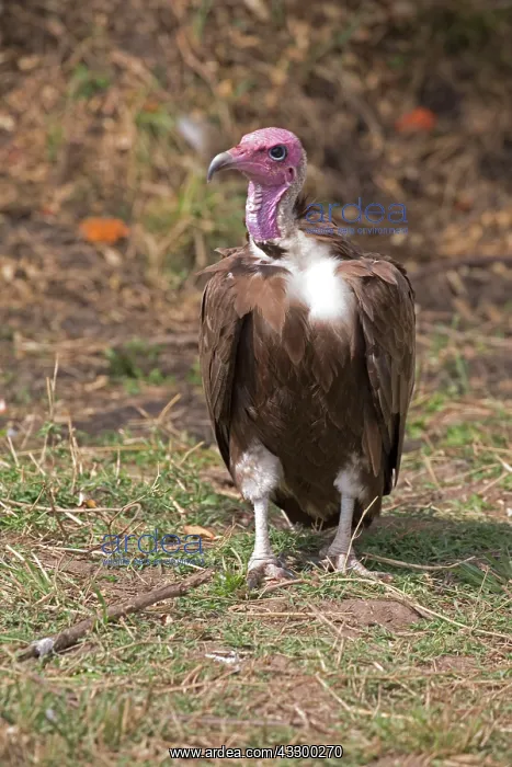 : 80198191 Hooded Vulture - now critically endangered : 80198191 Hooded Vulture - now critically endangered