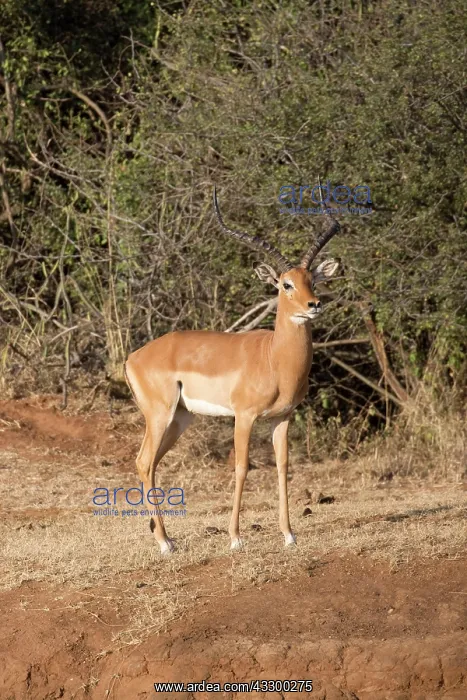 : 80198192 Impala - male standing Laikipia Wilderness : 80198192 Impala - male standing Laikipia Wilderness