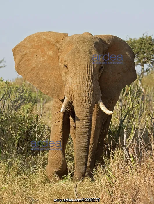 : 80198193 African Elephant Laikipia Wilderness : 80198193 African Elephant Laikipia Wilderness