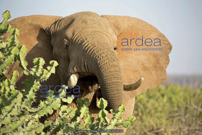 : 80198194 African Elephant Laikipia Wilderness : 80198194 African Elephant Laikipia Wilderness