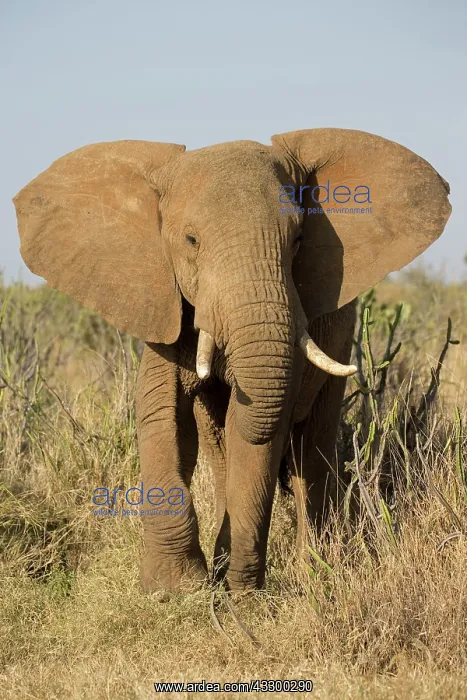 : 80198195 African Elephant Laikipia Wilderness : 80198195 African Elephant Laikipia Wilderness