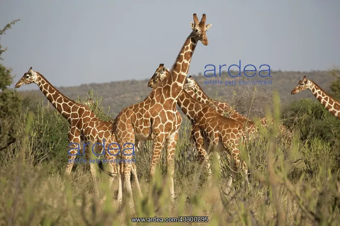 : 80198196 Reticulated Giraffe - herd in dry bushland : 80198196 Reticulated Giraffe - herd in dry bushland