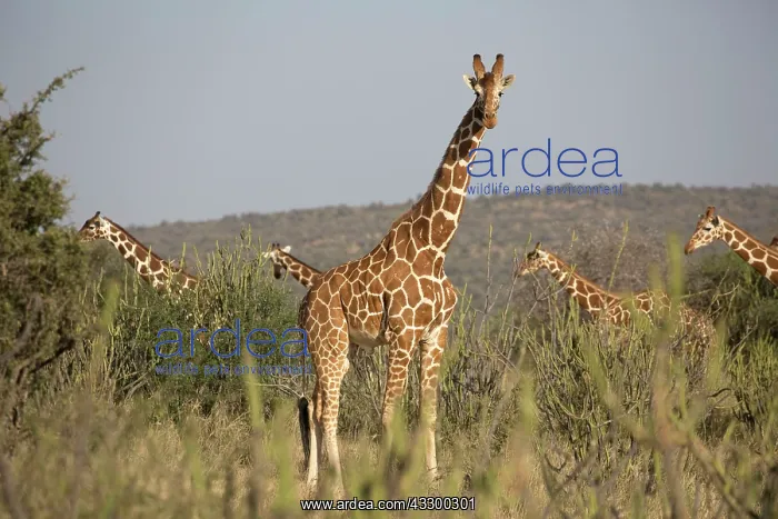 : 80198197 Reticulated Giraffe - herd in dry bushland : 80198197 Reticulated Giraffe - herd in dry bushland