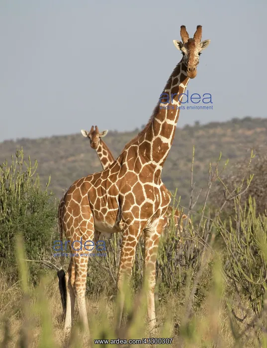 : 80198198 Reticulated Giraffe - two in dry bushland : 80198198 Reticulated Giraffe - two in dry bushland