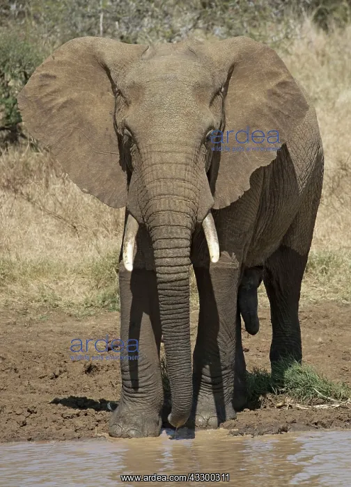 : 80198199 African Elephant Laikipia Plateau Grasslands : 80198199 African Elephant Laikipia Plateau Grasslands