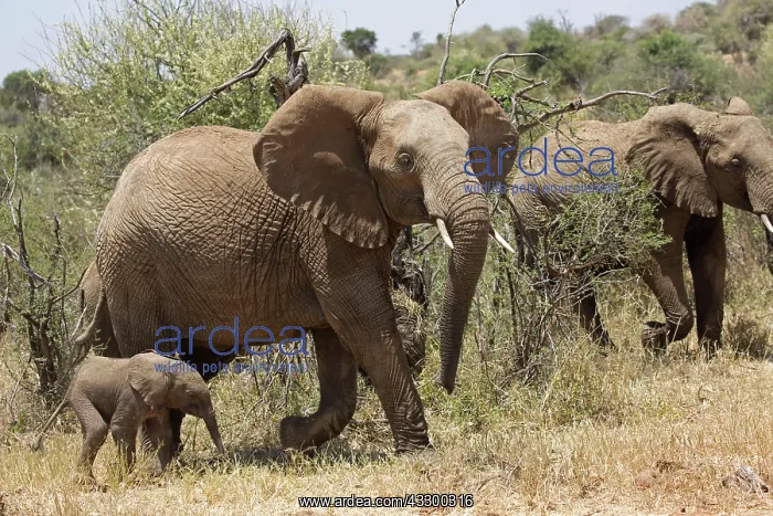 : 80198200 African Elephant - with young calf Laikipia : 80198200 African Elephant - with young calf Laikipia