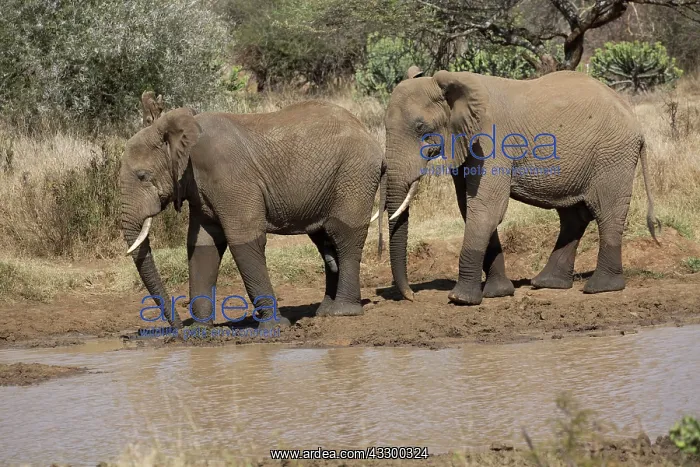 : 80198201 African Elephant - walking by water reservoir : 80198201 African Elephant - walking by water reservoir