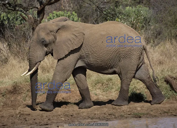 : 80198202 African Elephant - by water reservoir : 80198202 African Elephant - by water reservoir