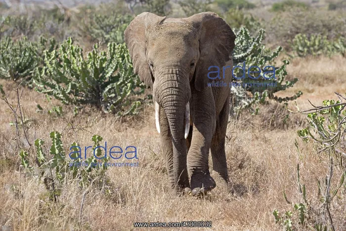 : 80198203 African Elephant Laikipia Plateau Grasslands : 80198203 African Elephant Laikipia Plateau Grasslands