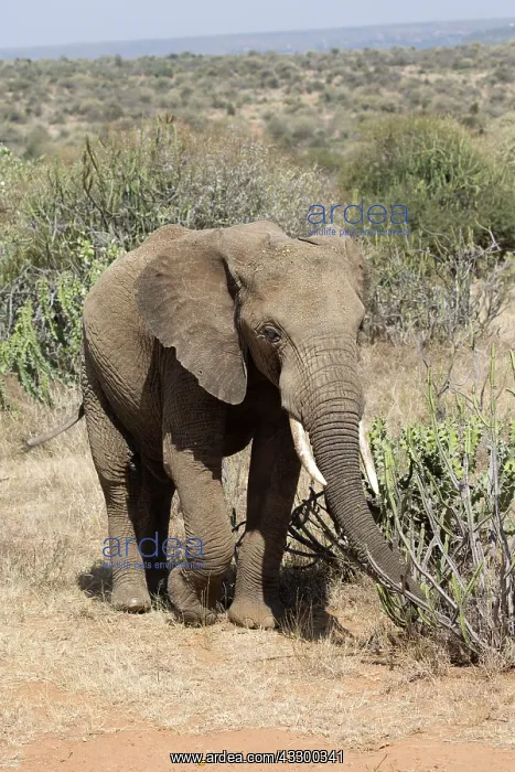 : 80198204 African Elephant - feeding on Euphorbia : 80198204 African Elephant - feeding on Euphorbia