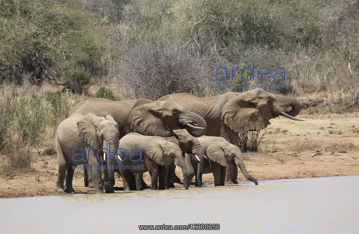: 80198205 African Elephants - drinking at waterhole : 80198205 African Elephants - drinking at waterhole