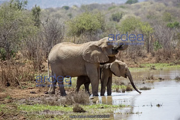 : 80198206 African Elephants - drinking at waterhole : 80198206 African Elephants - drinking at waterhole