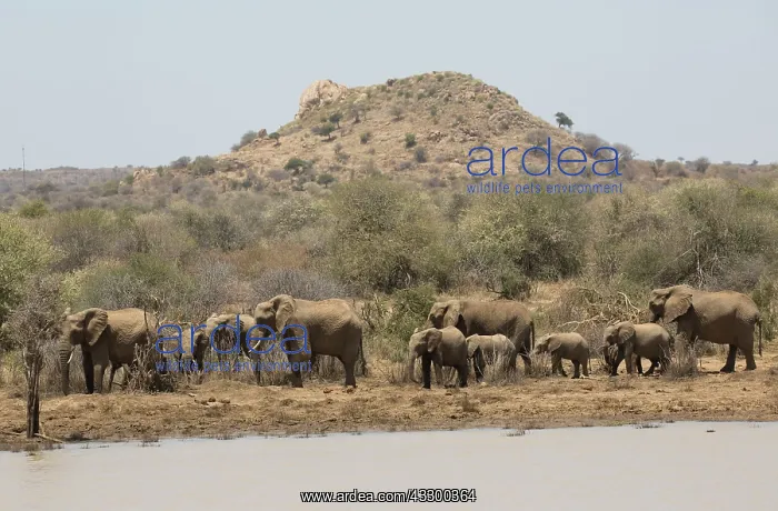 : 80198207 African Elephants - at waterhole Laikipia : 80198207 African Elephants - at waterhole Laikipia