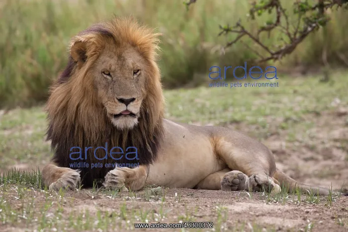 : 80198208 African Lion - large maned male resting : 80198208 African Lion - large maned male resting