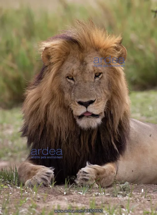 : 80198209 African Lion - large maned male resting : 80198209 African Lion - large maned male resting
