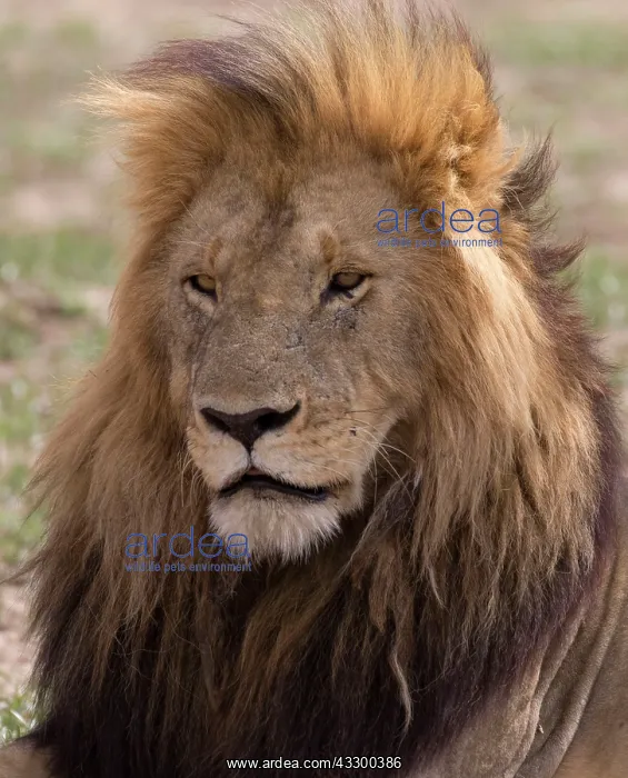 : 80198210 African Lion - large maned male resting : 80198210 African Lion - large maned male resting